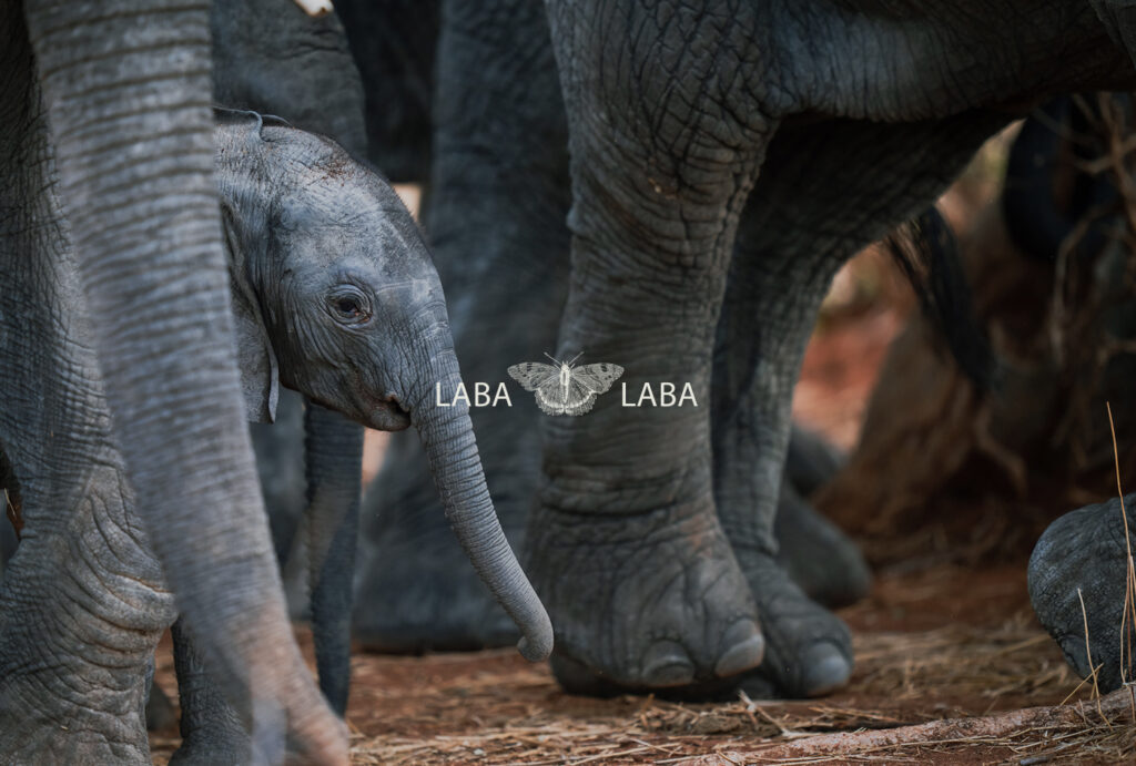 Safari website design Laba Laba
